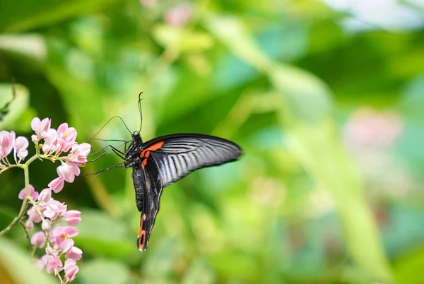 Motyl Pięknym Ogrodzie Miejsca Kopii — Zdjęcie stockowe