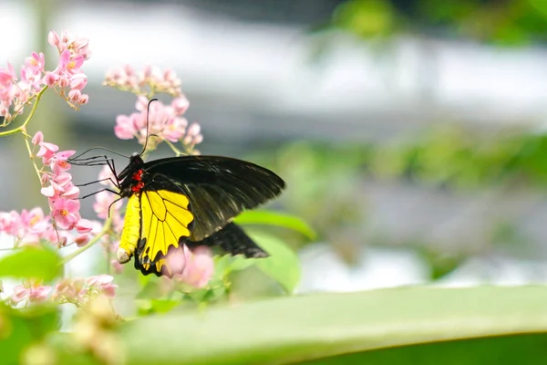蝴蝶在一个可爱的花园与复制空间 — 图库照片
