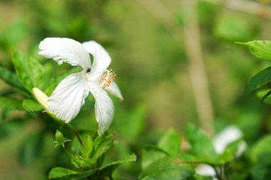 Beyaz Hibiscus kopya alanı ile