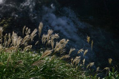 dağ yamacında vahşi bitkiler