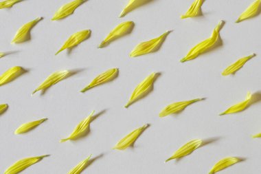 Arka plan satırlarında düzenlenmiş krizantem yaprakları