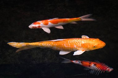 Koi balıkları güzel bir gölet, siyah arka plan yüzmek