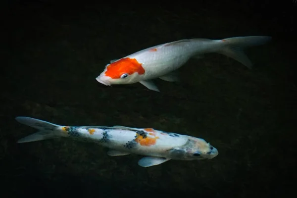 Koi Fische Schwimmen Wunderschön Einem Teich Schwarzer Hintergrund — Stockfoto