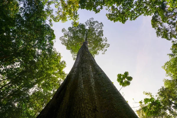 Green planet concept, gigantic tree reaching to sky — Stock Photo, Image