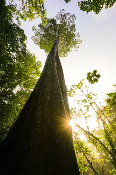 Green planet concept, gigantic tree reaching to sky — Stock Photo, Image