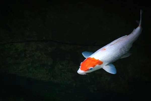 Peces koi en un estanque koi o jardín — Foto de Stock