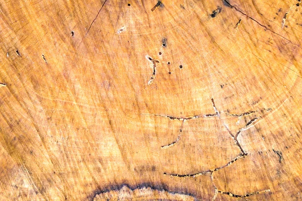 Holzstruktur von echtem Baumschnitt — Stockfoto