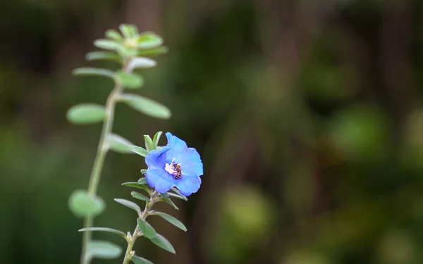 Flores de diamante azul con espacio de copia —  Fotos de Stock