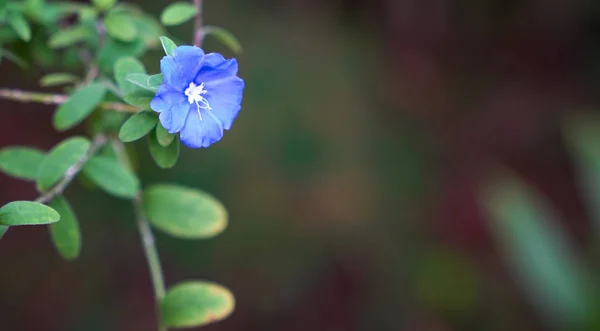 Flores de diamante azul con espacio de copia — Foto de Stock