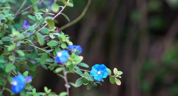 Niebieskie kwiaty diamentowe z przestrzenią kopiową — Zdjęcie stockowe