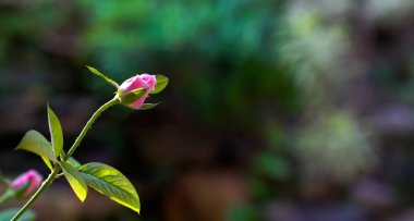 Yeşil arka plana sahip pembe Gül