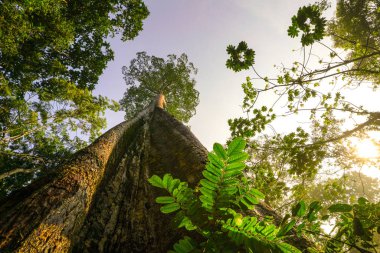 Yeşil gezegen kavramı, dev ağaç için gökyüzüne uzayan