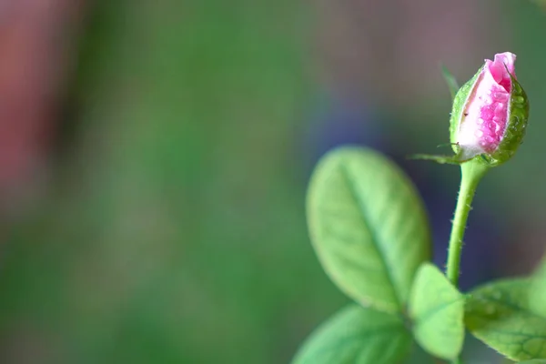 Pink rose with green background — Stock Photo, Image