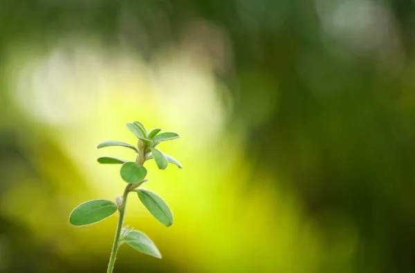 Closeup nature view of green leaf on blurred greenery background — Stock Photo, Image