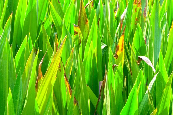 Pianta verde paesaggio primo piano — Foto Stock