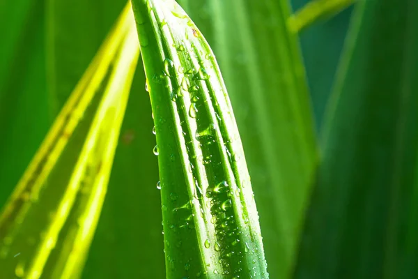 Gren bitkiler manzara closeup — Stok fotoğraf