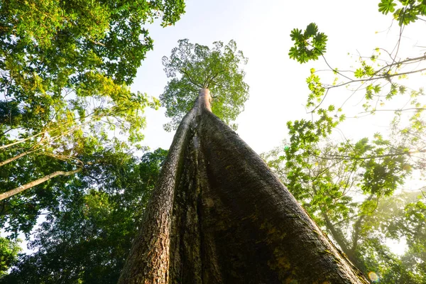 Green planet concept, gigantic tree reaching to sky — Stock Photo, Image