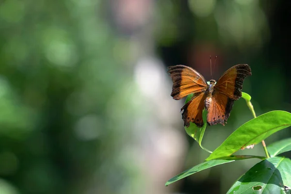 Beau Papillon Dans Parc Jardin Avec Grand Espace Copie — Photo