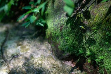 Fauna ve flora, doğa arka plan