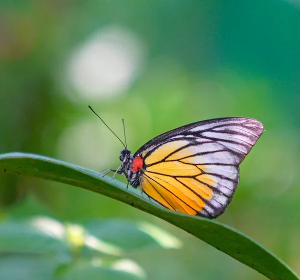 Schöner Schmetterling auf einem grünen Blatt — Stockfoto