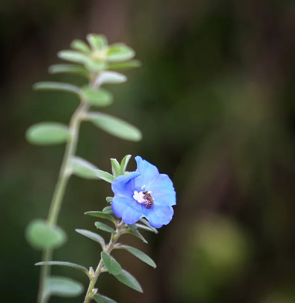 Blauwe diamant bloemen met kopieerruimte — Stockfoto