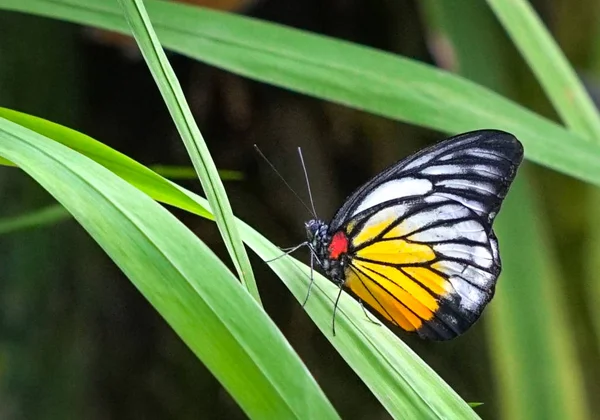 Hermosa mariposa sobre una hoja verde — Foto de Stock