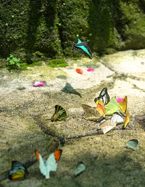 Grupo de mariposas multicolores —  Fotos de Stock