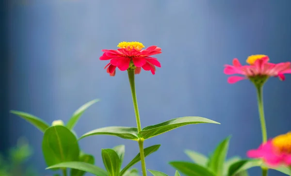 Marguerite rose dans un jardin — Photo