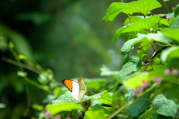 Jardin de papillons, concept de printemps — Photo