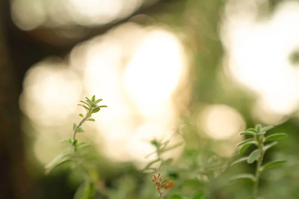 Detailní pohled na přírodu zeleného listu na rozmazaném zeleni pozadí — Stock fotografie