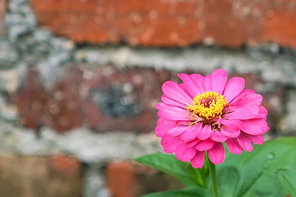 Roze Daisy in een tuin — Stockfoto