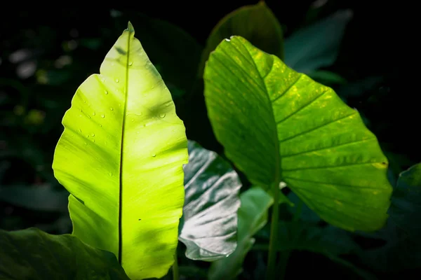 Green leaf texture background with backligthing — Stock Photo, Image