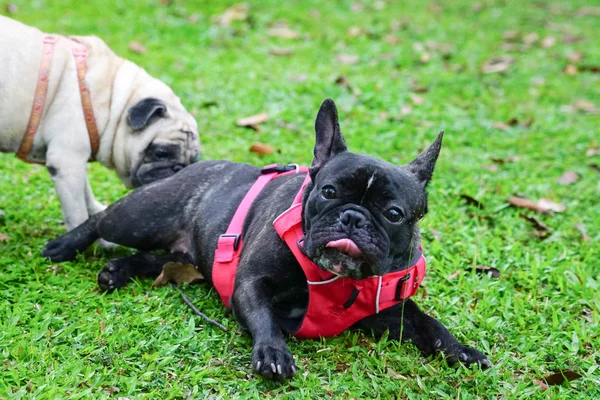 Pug ile siyah fransız bulldog — Stok fotoğraf