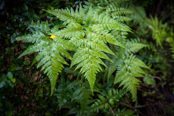 Hermosas hojas de helecho verde follaje vista naturaleza — Foto de Stock