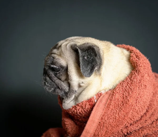 Pug pies owinięty w ręcznik — Zdjęcie stockowe