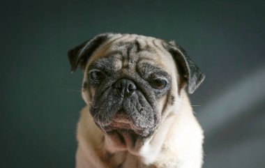 üzgün görünümlü pug köpek