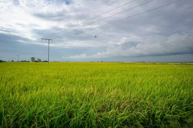 Güzel yeşil çeltik alanı