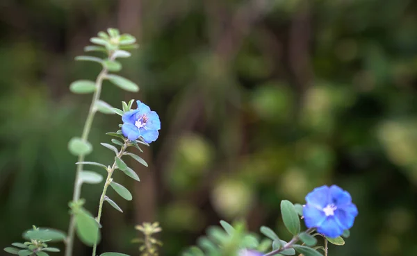 Blauwe diamant bloemen met kopieerruimte — Stockfoto