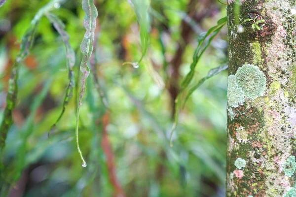 Tronco de árvore texturizado, fundo natureza — Fotografia de Stock