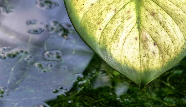 Текстура зеленого листка, в пруду — стоковое фото
