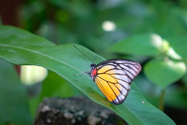 Schöner Schmetterling auf einem grünen Blatt — Stockfoto