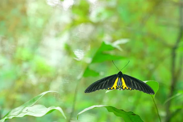 Бабочка в зеленом парке или саду — стоковое фото