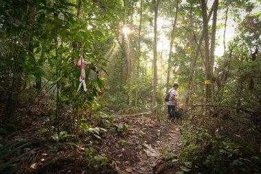 Bir tropikal ormanda köpeği ile adam yürüyüş