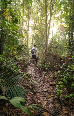 Bir tropikal ormanda köpeği ile adam yürüyüş
