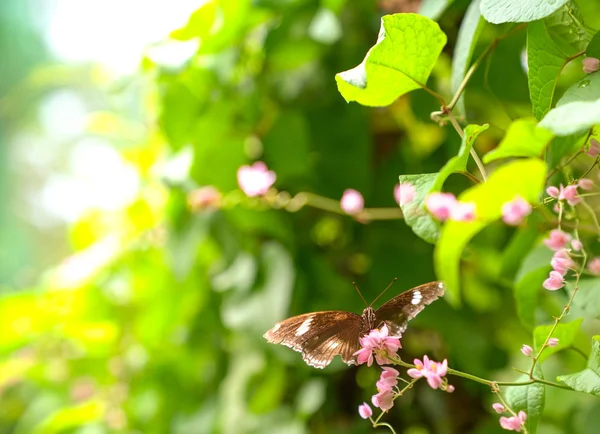 Jardin de papillons, concept de printemps — Photo