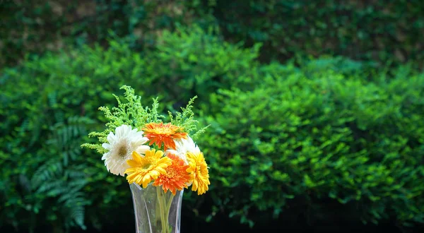 Gerbera Daisy bloemen in een vaas — Stockfoto
