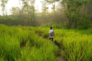 Köpek ile köpek yürüyüş ormanı
