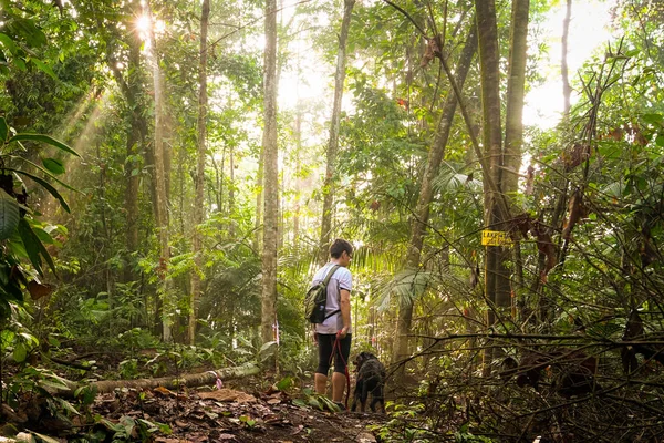 Bir tropikal ormanda köpeği ile adam yürüyüş