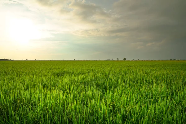 pirinç çeltik alan peyzaj