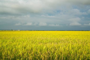 Altın yeşil çeltik alanı